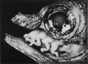 Eliot Allsop Isopoda