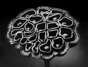 Eliot Allsop Trypophobia